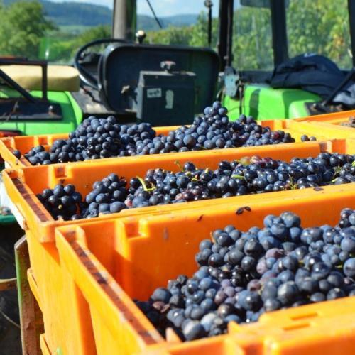 Weingut Erbes-Henn Hotell Ürzig Eksteriør bilde