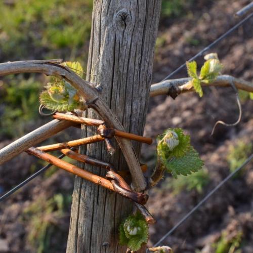 Weingut Erbes-Henn Hotell Ürzig Eksteriør bilde